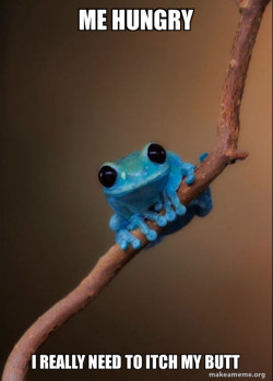 Small Fact Frog