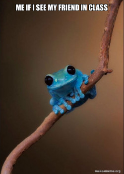 Small Fact Frog