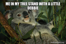Laid Back Koala