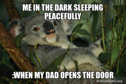 Laid Back Koala