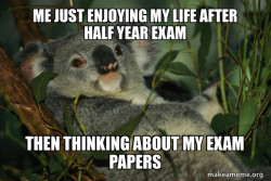 Laid Back Koala