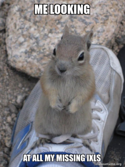 Standover Squirrel