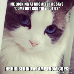 Ridiculously Photogenic Cat
