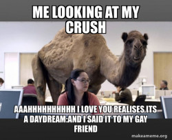 Hump Day Camel