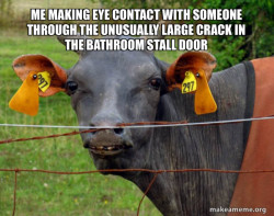 Hairless Cow