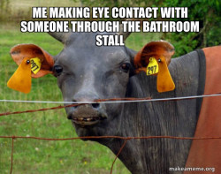 Hairless Cow