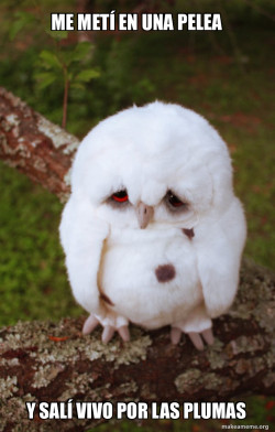 Sad Owl