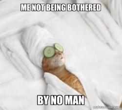 Pampered Cat Meme