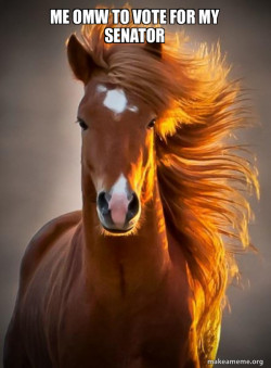 Ridiculously photogenic horse