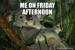 Laid Back Koala