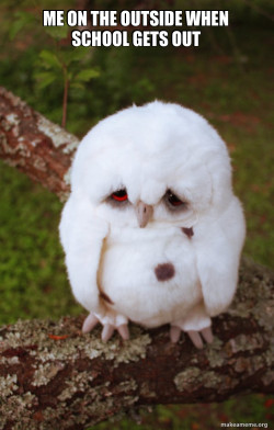 Sad Owl