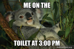 Laid Back Koala