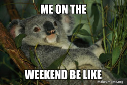 Laid Back Koala