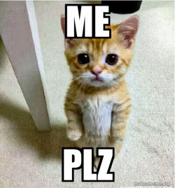 Cute Cat Standing