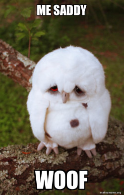 Sad Owl
