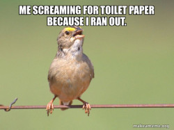 Common Opinion Sparrow