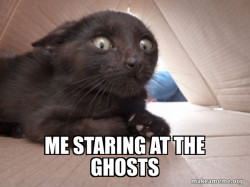 Schitzo Cat