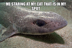 Dirty Joke Dogfish