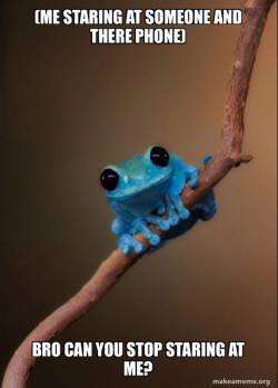 Small Fact Frog