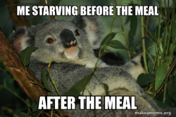 Laid Back Koala