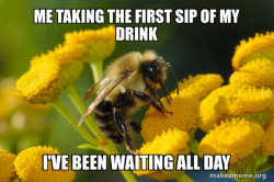 Good Guy Bee