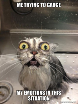 Cat bath