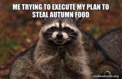 Evil Plotting Raccoon
