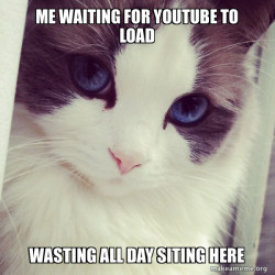 Ridiculously Photogenic Cat