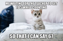 Cute Kitten
