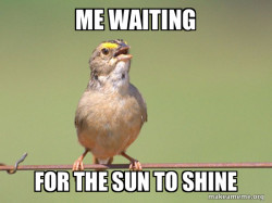 Common Opinion Sparrow