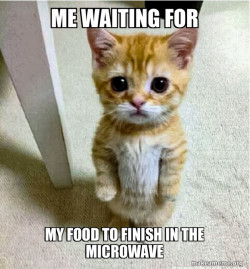 Cute Cat Standing