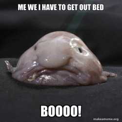 Blobfish