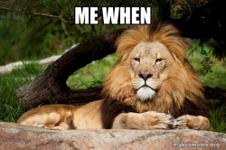 Contemplative Lion