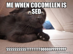 Schitzo Cat