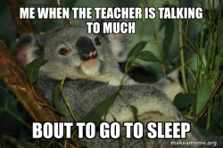 Laid Back Koala