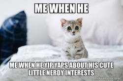 Cute Kitten