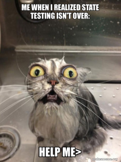 Cat bath