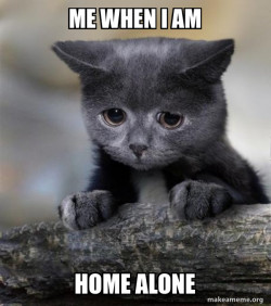 Confession Cat