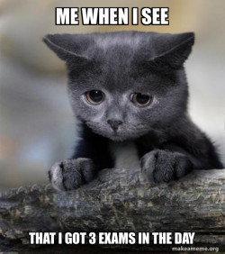 Confession Cat