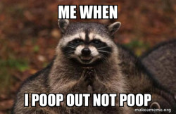Evil Plotting Raccoon