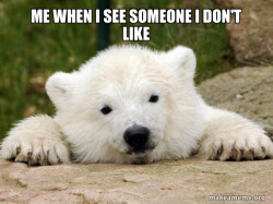 Popular Opinion Bear