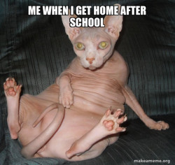 Hairless Cat