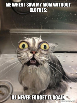 Cat bath