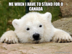 Popular Opinion Bear
