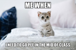 Cute Kitten