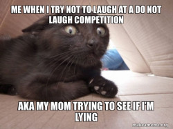 Schitzo Cat