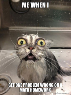 Cat bath