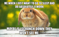 Regretful Rabbit