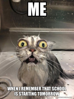 Cat bath