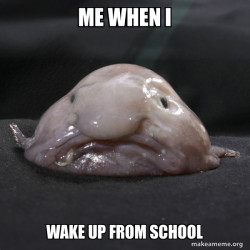Blobfish